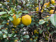 FRESH HARVEST ORGANIC JAPANESE QUINCE