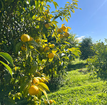FRESH HARVEST ORGANIC RIPENING NZ YUZU FRUIT - STARTING TO HARVEST NOW