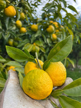 FRESH HARVEST ORGANIC RIPENING NZ YUZU FRUIT - STARTING TO HARVEST NOW