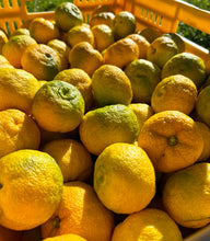FRESH HARVEST ORGANIC RIPENING NZ YUZU FRUIT - STARTING TO HARVEST NOW