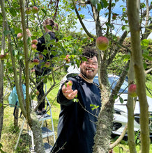 FRESH GREEN & RIPENING UME - HARVESTED WEEKEND SATURDAY 25 JAN 2025