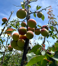 FRESH GREEN & RIPENING UME - HARVESTED WEEKEND SATURDAY 25 JAN 2025