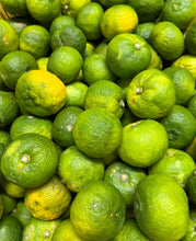FRESH HARVEST ORGANIC NZ YUZU FRUIT AVAILABLE - STARTING TO HARVEST GREEN YUZU