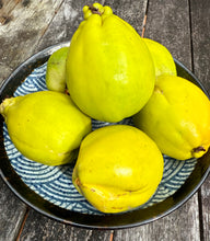 FRESH HARVEST ORGANIC JAPANESE QUINCE