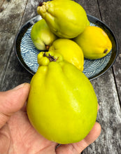 FRESH HARVEST ORGANIC JAPANESE QUINCE