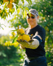 FRESH HARVEST ORGANIC RIPENING NZ YUZU FRUIT - STARTING TO HARVEST NOW