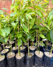 AVOCADO MEXICOLA - MORE COLD TOLERANT THAN ANY OTHER VARIETY IN NZ