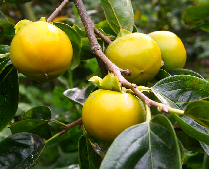 FRUITING JAPANESE PERSIMMON TREE 