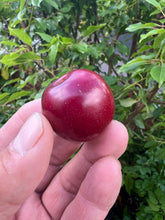 NZ PLUM "WALTER GIBBONS"
