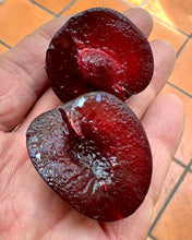 NZ PLUM "WALTER GIBBONS"