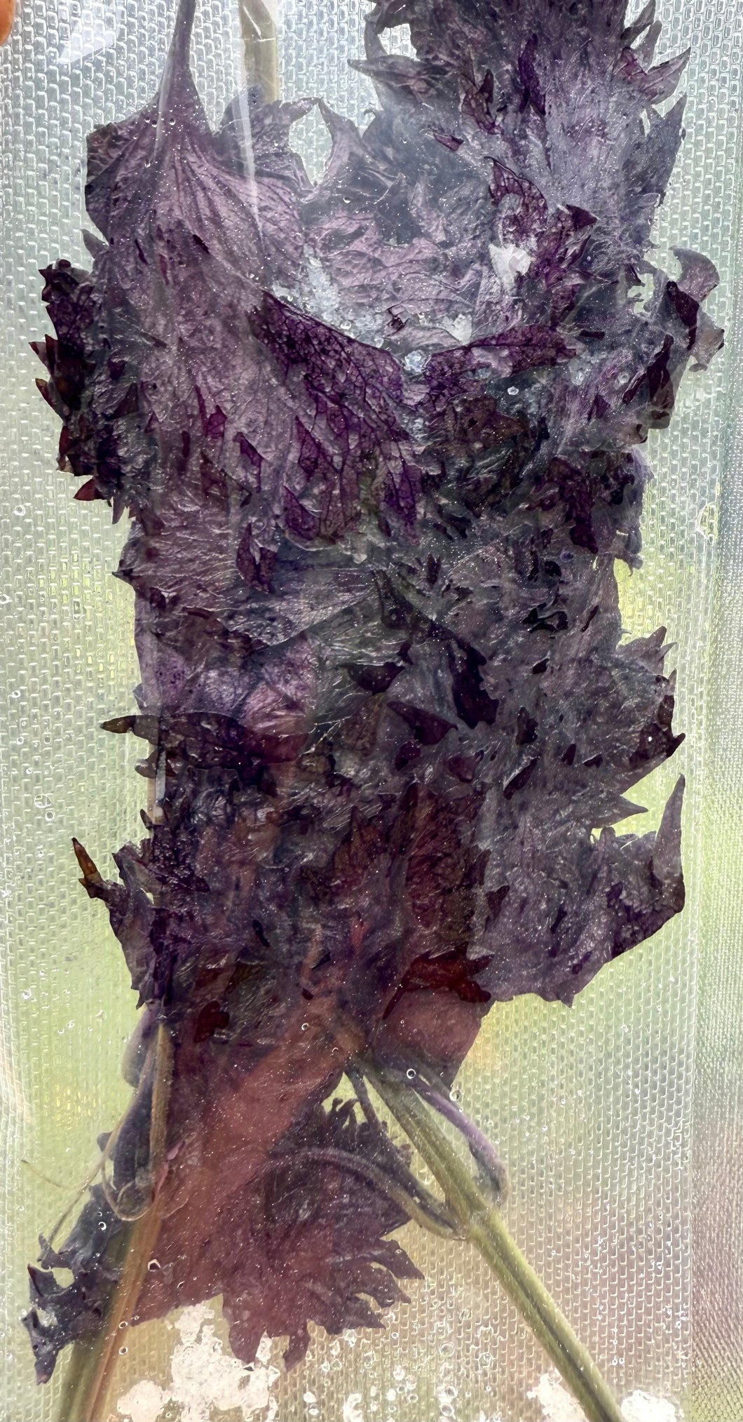 Japanese Red Shiso