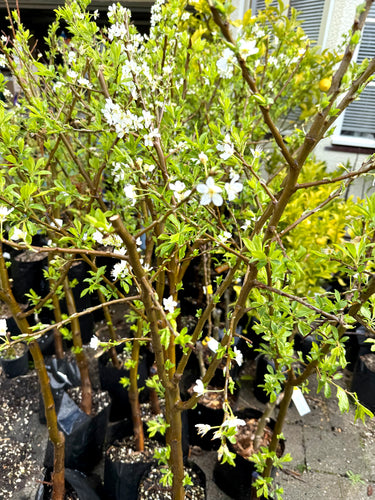 NZ PLUM 