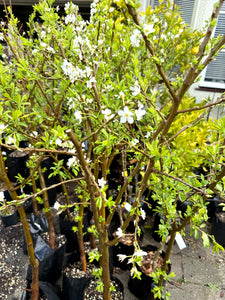 NZ PLUM "WALTER GIBBONS"