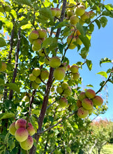 FRESH GREEN UME - HARVESTED SUNDAY 21 DECEMBER 2025