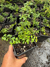 BROWN FINGER LIME PLANTS CUTTING GROWN