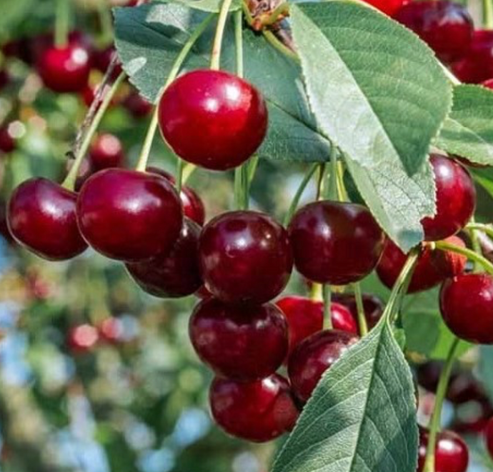 DWARF FRUITING SWEET CHERRY TREE 
