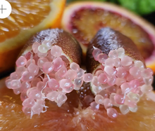 BROWN FINGER LIME PLANTS CUTTING GROWN