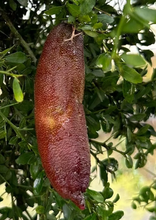 BROWN FINGER LIME PLANTS CUTTING GROWN