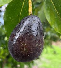 AVOCADO MEXICOLA - MORE COLD TOLERANT THAN ANY OTHER VARIETY IN NZ