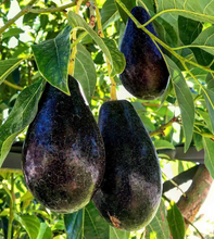 AVOCADO MEXICOLA - MORE COLD TOLERANT THAN ANY OTHER VARIETY IN NZ