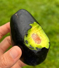 AVOCADO MEXICOLA - MORE COLD TOLERANT THAN ANY OTHER VARIETY IN NZ