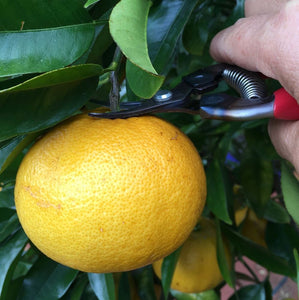 Here's where the curved blade comes into play where you can cut very close to the fruit cap but not damage it.