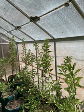 ALISHADE THERMAL REFLECTIVE SHADECLOTH - SHADES & REFLECTS THE SUN'S HEAT