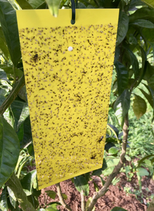 NON TOXIC YELLOW STICKIES BOARDS - GETS APHIDS, WHITEFLY, THRIPS, MOSQUITOS